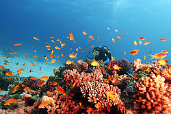 ���������� ��� � ���� ��� ������ ����������� ������������ (Pseudanthias squamipinnis)