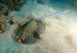 ������� ����, ��������� ��������� ������