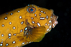 �������-����� (Ostracion cubicus)