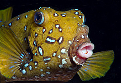 �������-����� (Ostracion cubicus)