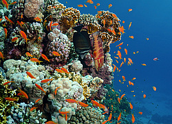 ������ ����������� ������������ (Pseudanthias squamipinnis)