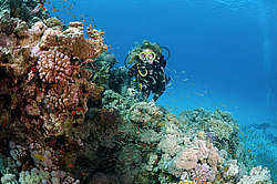 ������ ������� �� ���� ��� ��������� (Parapriacanthus guentheri)