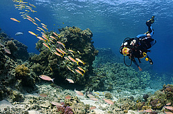 ���� ��� - ���������� ��� �������� (Mulloidichthys vanicolensis)