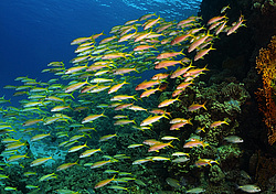 ���� ��� - ���������� ��� �������� (Mulloidichthys vanicolensis)