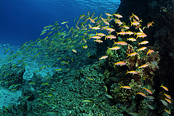 ���� ��� - ���������� ��� �������� (Mulloidichthys vanicolensis)