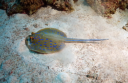 ������� ����, ��������� ���������