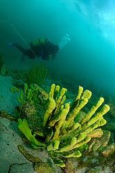����������� �����, Sponges (Lubomirskiidae)