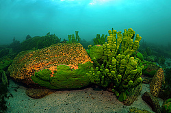 ����������� �����, Sponges (Lubomirskiidae)