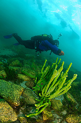 ����������� �����, Sponges (Lubomirskiidae)