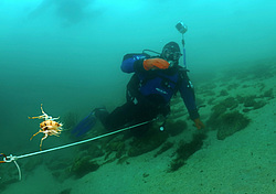 ��������  (victorii maculosus)