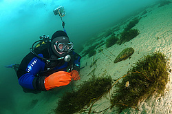 ��������  (victorii maculosus)