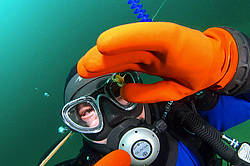 ��������  (victorii maculosus)