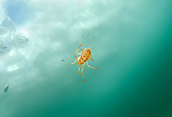 ��������  (victorii maculosus)