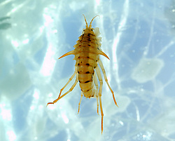 ��������  (victorii maculosus)