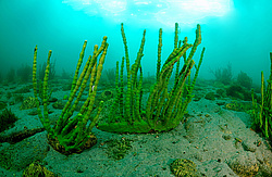 ����������� �����, Sponges (Lubomirskiidae)