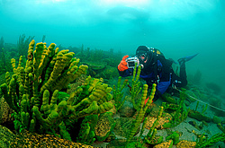 ����������� �����, Sponges (Lubomirskiidae)