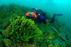 ����������� �����, Sponges (Lubomirskiidae)