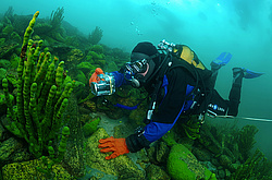 ����������� �����, Sponges (Lubomirskiidae)