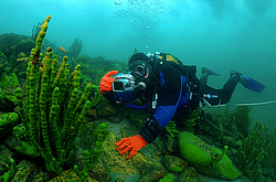 ����������� �����, Sponges (Lubomirskiidae)