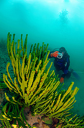����������� �����, Sponges (Lubomirskiidae)