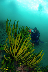 ����������� �����, Sponges (Lubomirskiidae)
