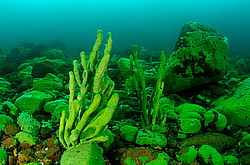 ����������� �����, Sponges (Lubomirskiidae)