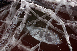 ������, ����� ���� �� ���������