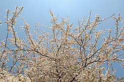 �������� ���