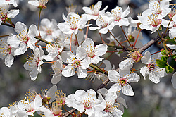 �������� ���