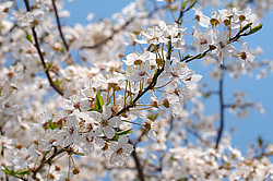 �������� ���