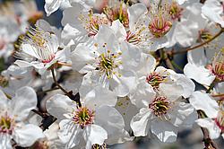 �������� ���