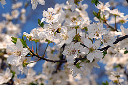 �������� ���