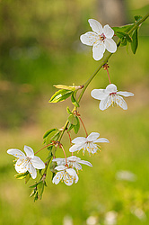 �������� ���