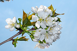 �������� ���