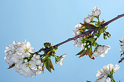 �������� ���