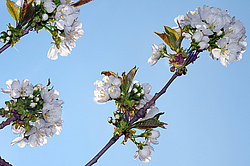 �������� ���