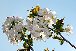 �������� ���