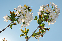 �������� ���