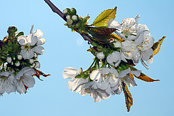 �������� ���