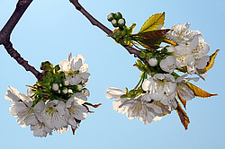 �������� ���