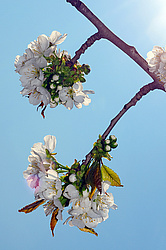 �������� ���