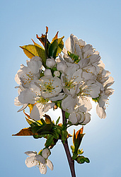 �������� ���