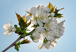 �������� ���