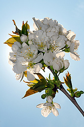 �������� ���