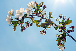 �������� ���