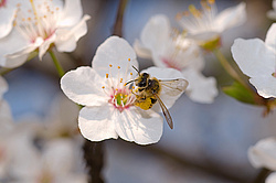 ����� �������� ������