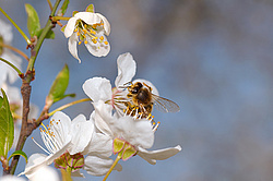 ����� �������� ������