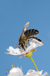 ����� �������� ������