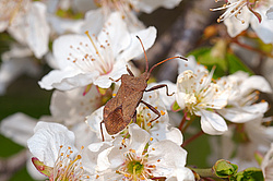 ��� ���� �������� ������