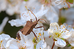 ��� ���� �������� ������